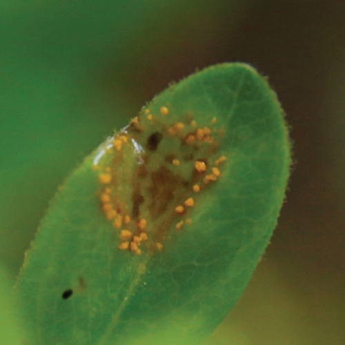Myrtle rust may present like this